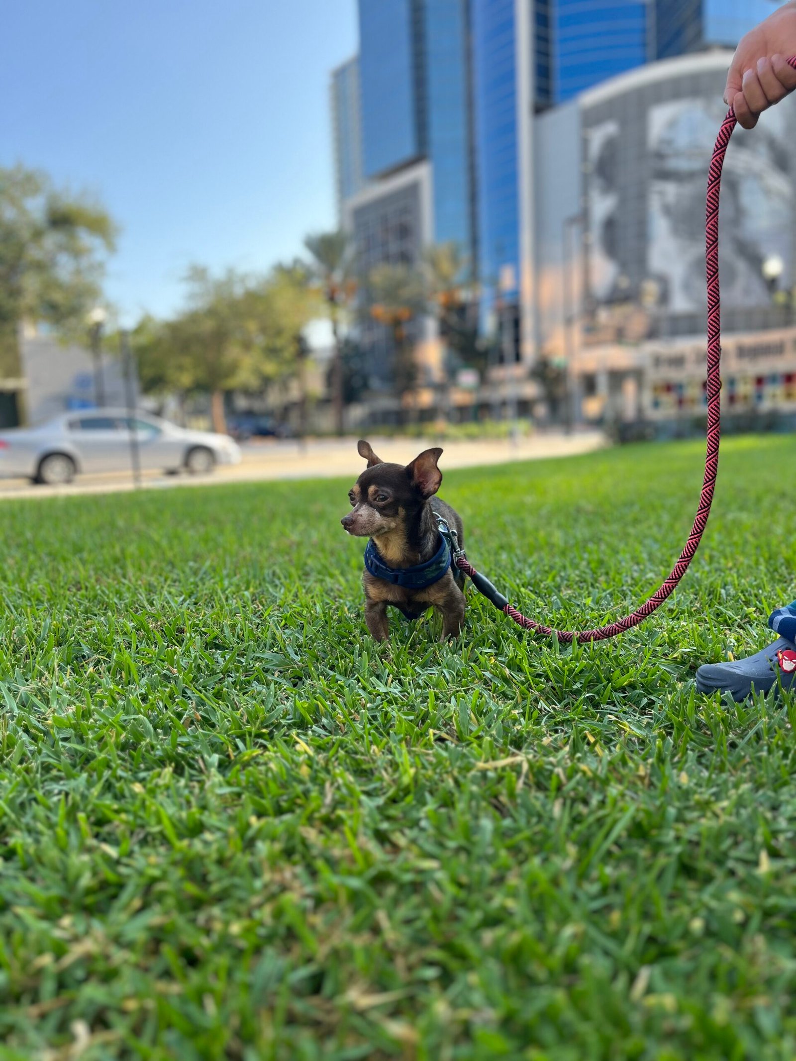 Wells Pet Care Orlando